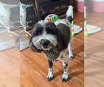 Small #2 Poodle (Standard) Mix