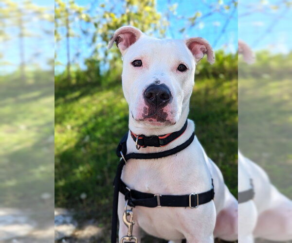 Medium Photo #1 American Bulldog Puppy For Sale in Vaughan, Ontario, Canada
