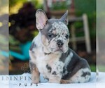 Small #3 French Bulldog