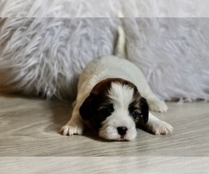 Zuchon Puppy for sale in LANSING, MI, USA