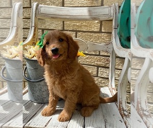 Goldendoodle Puppy for sale in FROSTPROOF, FL, USA