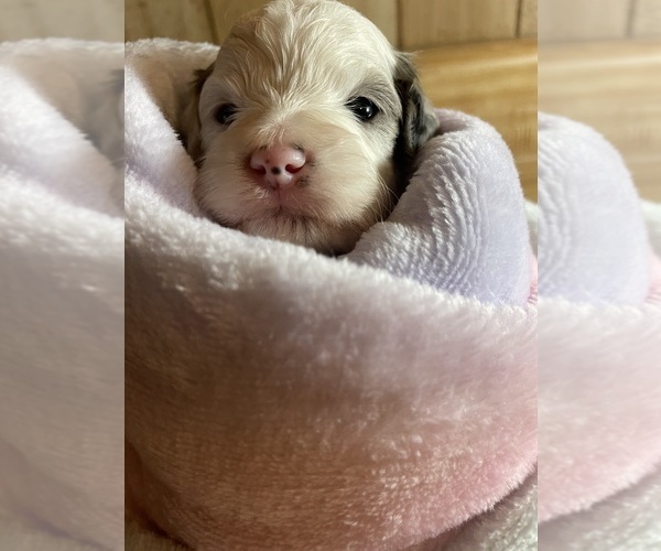 Medium Photo #8 Cavapoo Puppy For Sale in LAFAYETTE, TN, USA