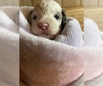 Small Photo #8 Cavapoo Puppy For Sale in LAFAYETTE, TN, USA