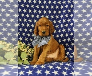 Irish Setter Puppy for sale in BIRD IN HAND, PA, USA