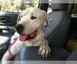 Small Photo #3 American Bulldog-Great Dane Mix Puppy For Sale in Austin, TX, USA