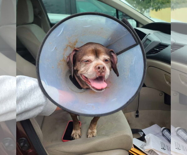 Medium Photo #11 Box-a-Pug Puppy For Sale in Burnsville, MN, USA