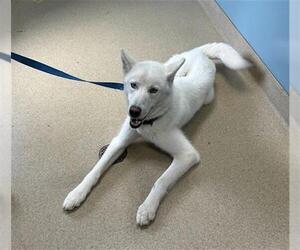 Siberian Husky Dogs for adoption in Newton, NC, USA