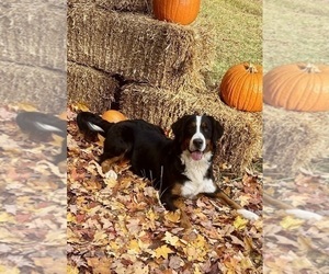 Mother of the Bernese Mountain Dog puppies born on 01/28/2026
