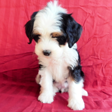 Medium Photo #1 Miniature Bernedoodle Puppy For Sale in GAP, PA, USA
