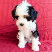 Small Photo #1 Miniature Bernedoodle Puppy For Sale in GAP, PA, USA