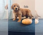 Puppy 2 English Cream Golden Retriever-Poodle (Miniature) Mix