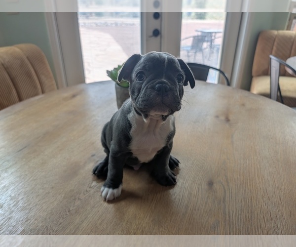 Medium Photo #3 Faux Frenchbo Bulldog Puppy For Sale in LAS CRUCES, NM, USA