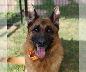 German Shepherd Dog Dogs for adoption in San Antonio, TX, USA