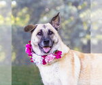 Small #4 German Shepherd Dog Mix