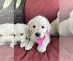 Small Photo #4 Golden Retriever Puppy For Sale in COLVILLE, WA, USA