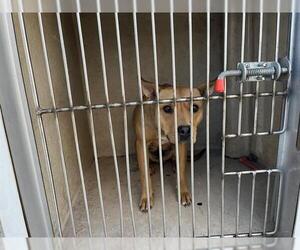 Mutt Dogs for adoption in Oklahoma City, OK, USA