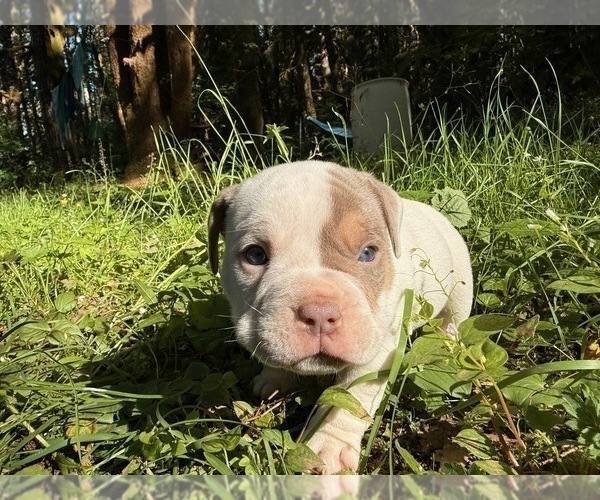 Medium Photo #10 American Bully Puppy For Sale in PORTLAND, OR, USA
