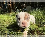 Small #8 American Bully