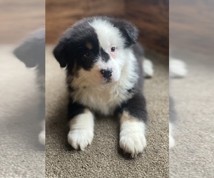 Australian Shepherd Puppy for sale in DRUMMONDS, TN, USA
