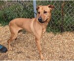 Small #1 Black Mouth Cur Mix