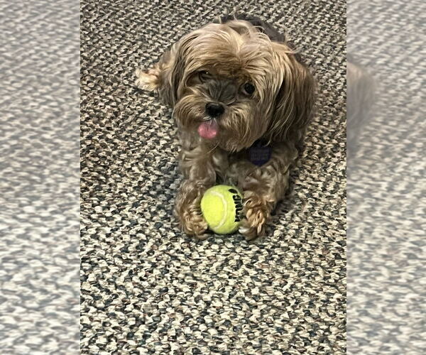 Medium Photo #5 Mutt Puppy For Sale in Plantation, FL, USA
