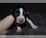 Small Photo #33 English Springer Spaniel Puppy For Sale in LITCHFIELD, MN, USA