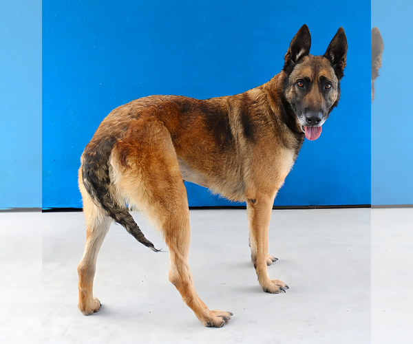 Medium Photo #2 German Shepherd Dog Puppy For Sale in Pasadena, CA, USA