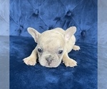 Small #22 French Bulldog