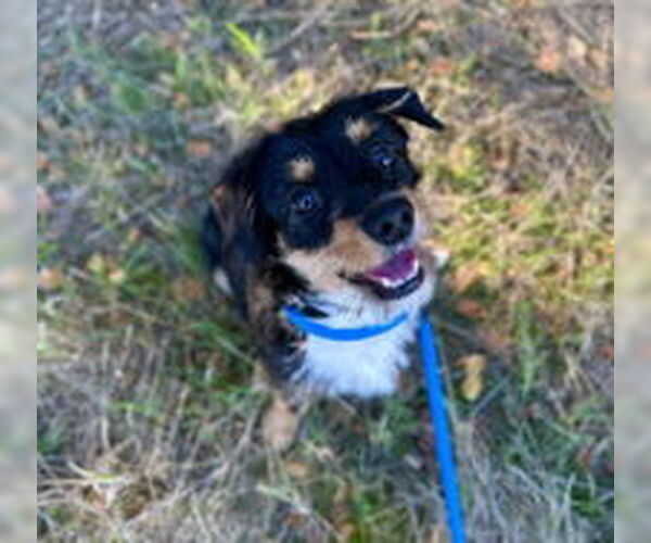 Medium Photo #1 Mutt Puppy For Sale in Salinas, CA, USA