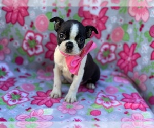 Boston Terrier Puppy for sale in LANCASTER, PA, USA