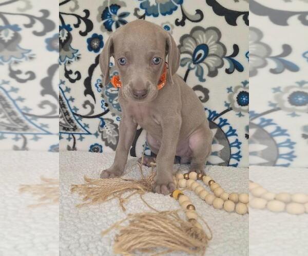 Medium Photo #12 Weimaraner Puppy For Sale in LEWISBURG, KY, USA