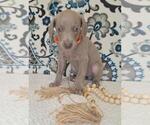 Small Photo #12 Weimaraner Puppy For Sale in LEWISBURG, KY, USA