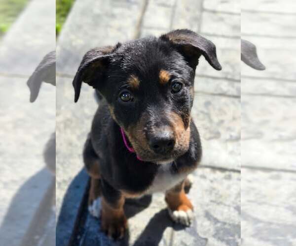 Medium Photo #15 Doberman Pinscher-Unknown Mix Puppy For Sale in Buffalo, MN, USA