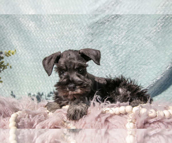 Medium Photo #3 Schnauzer (Miniature) Puppy For Sale in BALTIC, OH, USA