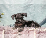 Small #2 Schnauzer (Miniature)