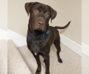 Labrador Retriever Dog for Adoption in KANSAS CITY, Missouri USA