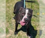 Small #4 American Pit Bull Terrier-Labrador Retriever Mix