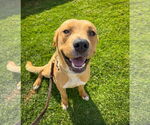 Small #16 Labrador Retriever Mix