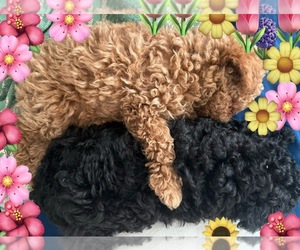 Poodle (Toy) Puppy for Sale in VICTORIA, Texas USA