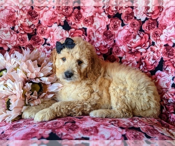 Medium Photo #6 Goldendoodle Puppy For Sale in PEACH BOTTOM, PA, USA