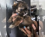 Puppy Ava Zuchon