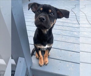 American Pit Bull Terrier-German Shepherd Dog Mix Dogs for adoption in Chester, VA, USA