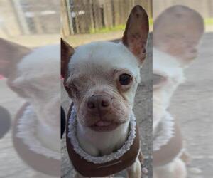 Boston Terrier Dogs for adoption in Lodi, CA, USA