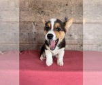 Small #1 Pembroke Welsh Corgi