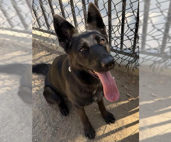 Medium Photo #2 German Shepherd Dog-Unknown Mix Puppy For Sale in Riverside, CA, USA