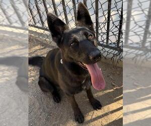 XENA - Female German Shepherd Dog-Unknown Mix Dog for Adoption - Photo #2