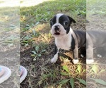 Small #2 Boston Terrier