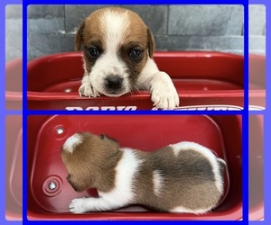 Jack Russell Terrier Puppy for sale in RUSHVILLE, NY, USA