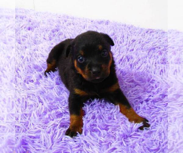 Medium Photo #3 Rottweiler Puppy For Sale in NEW HAVEN, IN, USA