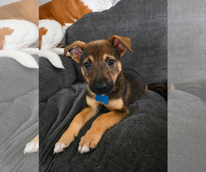 Mutt Dogs for adoption in Plainfield, IL, USA